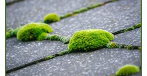 moss-on-your-roof-outdoor-cleaner